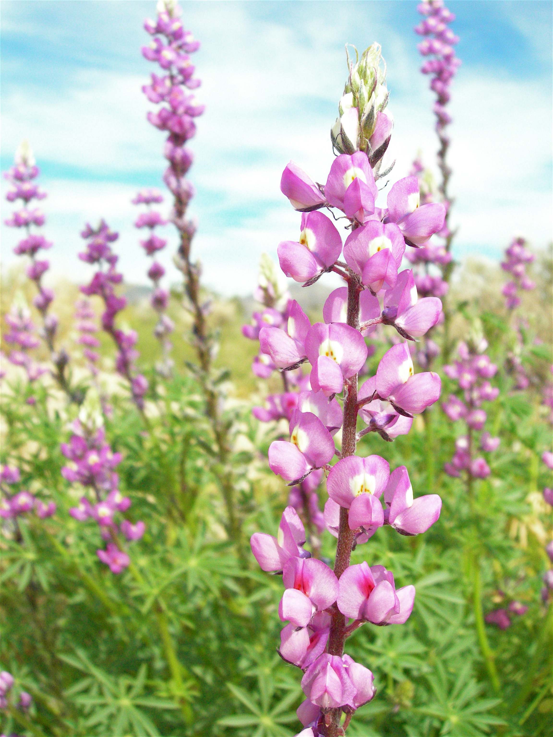 Lupines.jpg